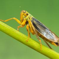 Leafhopper - Cicadella viridis (male) 